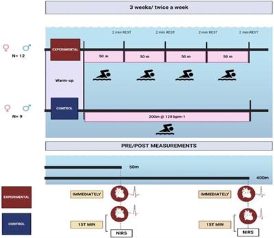 The effects of six sprint interval training sessions on muscle oxygenation and swimming performance in untrained swimmers